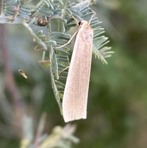 Palaeosia undescribed species at Paddys River, ACT - 12 Apr 2022 12:57 PM