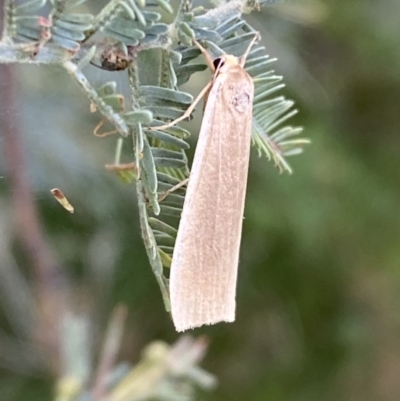 Palaeosia undescribed species at Paddys River, ACT - 12 Apr 2022 by SteveBorkowskis