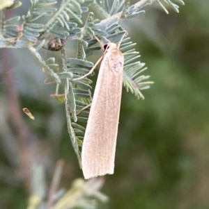 Palaeosia undescribed species at Paddys River, ACT - 12 Apr 2022 12:57 PM