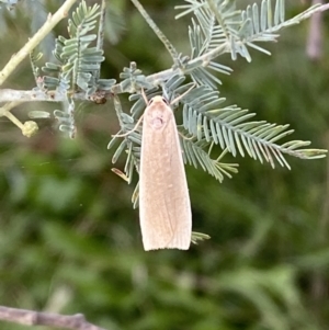 Palaeosia undescribed species at Paddys River, ACT - 12 Apr 2022 12:57 PM