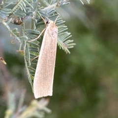 Palaeosia undescribed species at Paddys River, ACT - 12 Apr 2022 12:57 PM