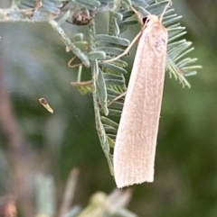 Palaeosia undescribed species at Paddys River, ACT - 12 Apr 2022 12:57 PM