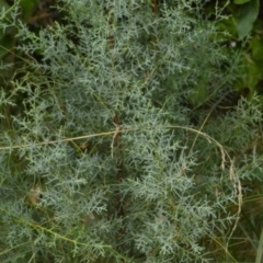 Hesperocyparis arizonica (Arizona Cypress) at Karabar, NSW - 12 Apr 2022 by Tmac