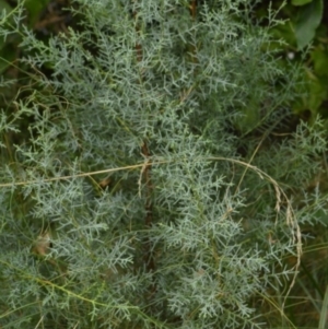 Cupressus arizonica at Karabar, NSW - suppressed