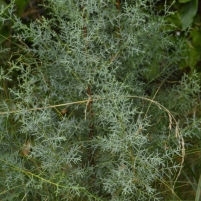 Hesperocyparis arizonica (Arizona Cypress) at Karabar, NSW - 12 Apr 2022 by Tmac