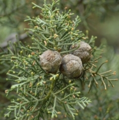 Cupressus arizonica at Karabar, NSW - suppressed