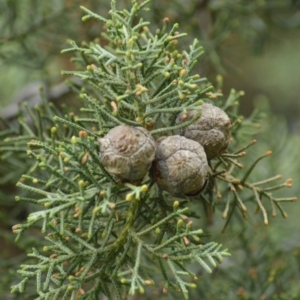 Cupressus arizonica at Karabar, NSW - suppressed