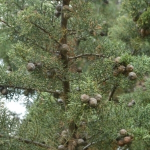 Cupressus arizonica at Karabar, NSW - suppressed