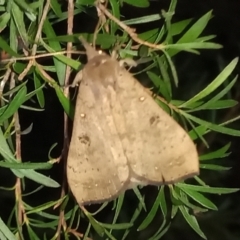 Rhapsa suscitatalis (Wedged Rhapsa) at Gordon, ACT - 12 Apr 2022 by MichaelBedingfield