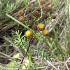 Tanacetum vulgare (Tansy) at ANU Dickson Precinct - 12 Apr 2022 by NedJohnston