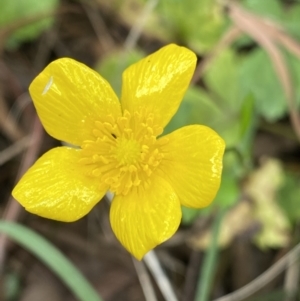 Ranunculus repens at Acton, ACT - 12 Apr 2022