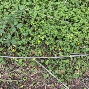 Ranunculus repens at Acton, ACT - 12 Apr 2022