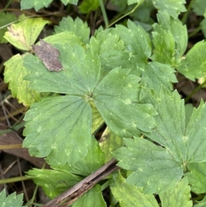 Ranunculus repens at Acton, ACT - 12 Apr 2022