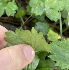 Ranunculus repens at Acton, ACT - 12 Apr 2022