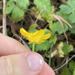 Ranunculus repens at Acton, ACT - 12 Apr 2022