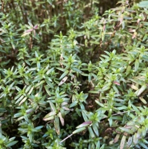 Crassula helmsii at Acton, ACT - 12 Apr 2022