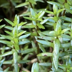 Crassula helmsii at Acton, ACT - 12 Apr 2022