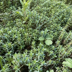 Crassula helmsii at Acton, ACT - 12 Apr 2022