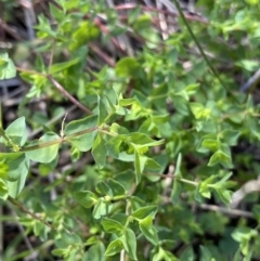 Euphorbia peplus (Petty Spurge) at Acton, ACT - 12 Apr 2022 by Ned_Johnston