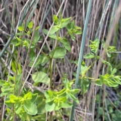 Euphorbia peplus at Acton, ACT - 12 Apr 2022