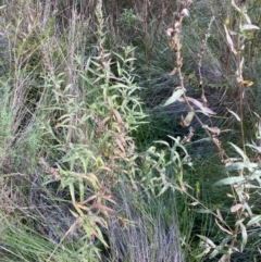 Lythrum salicaria (Purple Loosestrife) at ANU Dickson Precinct - 12 Apr 2022 by NedJohnston