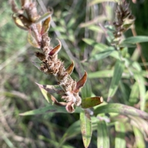 Lythrum salicaria at Acton, ACT - 12 Apr 2022