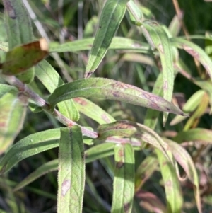 Lythrum salicaria at Acton, ACT - 12 Apr 2022