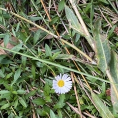 Erigeron karvinskianus (Seaside Daisy) at ANU Dickson Precinct - 12 Apr 2022 by NedJohnston