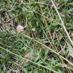 Erigeron karvinskianus at Acton, ACT - 12 Apr 2022