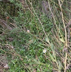 Erigeron karvinskianus at Acton, ACT - 12 Apr 2022