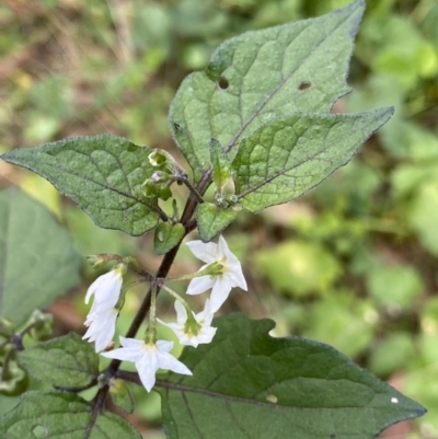 Solanum nigrum (Black Nightshade) at Acton, ACT - 12 Apr 2022 by Ned_Johnston