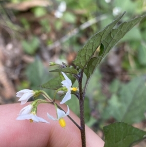 Solanum nigrum at Acton, ACT - 12 Apr 2022