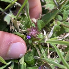 Prunella vulgaris (Self-heal, Heal All) at ANU Dickson Precinct - 12 Apr 2022 by NedJohnston