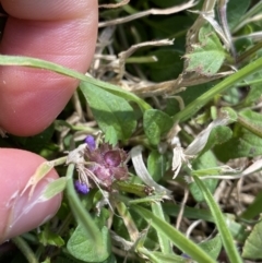 Prunella vulgaris at Acton, ACT - 12 Apr 2022 01:24 PM