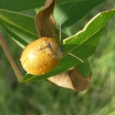 Paropsisterna cloelia (Eucalyptus variegated beetle) at Belconnen, ACT - 12 Apr 2022 by jgiacon