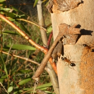 Camponotus consobrinus at Belconnen, ACT - 11 Apr 2022