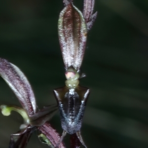 Acianthus exsertus at Acton, ACT - suppressed