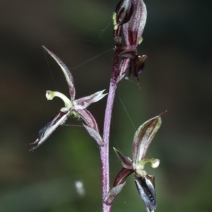 Acianthus exsertus at Acton, ACT - suppressed