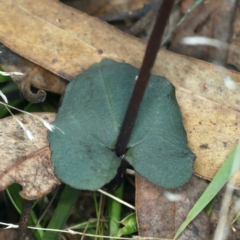 Acianthus exsertus at Acton, ACT - suppressed