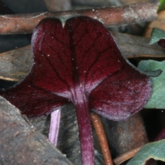 Acianthus exsertus at Acton, ACT - suppressed