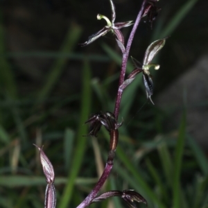 Acianthus exsertus at Acton, ACT - suppressed