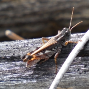 Brachyexarna lobipennis at Jerrabomberra, NSW - 1 Apr 2022 01:38 PM