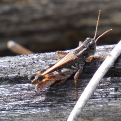 Brachyexarna lobipennis (Stripewinged meadow grasshopper) at Mount Jerrabomberra - 1 Apr 2022 by SteveBorkowskis