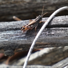 Brachyexarna lobipennis at Jerrabomberra, NSW - 1 Apr 2022 01:38 PM