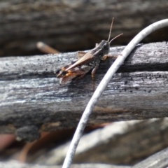 Brachyexarna lobipennis at Jerrabomberra, NSW - 1 Apr 2022 01:38 PM