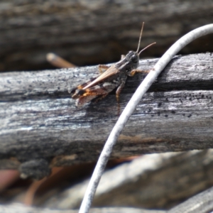 Brachyexarna lobipennis at Jerrabomberra, NSW - 1 Apr 2022 01:38 PM