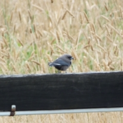 Artamus cyanopterus (Dusky Woodswallow) at Burra, NSW - 4 Apr 2022 by SteveBorkowskis