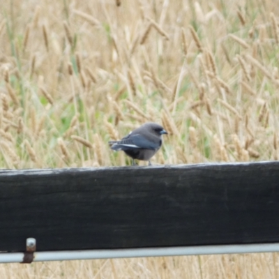 Artamus cyanopterus (Dusky Woodswallow) at Burra, NSW - 4 Apr 2022 by SteveBorkowskis