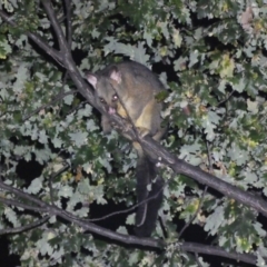 Trichosurus vulpecula (Common Brushtail Possum) at Jerrabomberra, NSW - 9 Apr 2022 by SteveBorkowskis