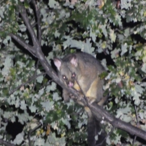 Trichosurus vulpecula at Jerrabomberra, NSW - 9 Apr 2022